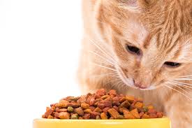 Cat Treats